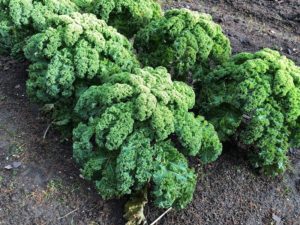 Gruenkohl im Garten-Die Frau am Grill
