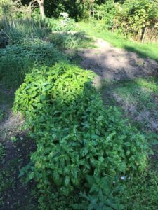 baslikum beet im garten - die frau am grill