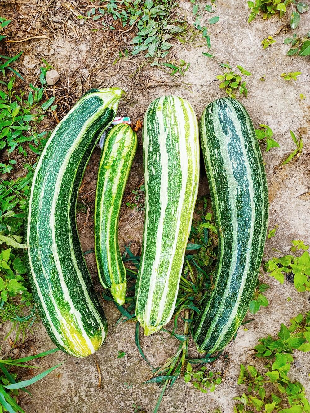 bittere zucchini