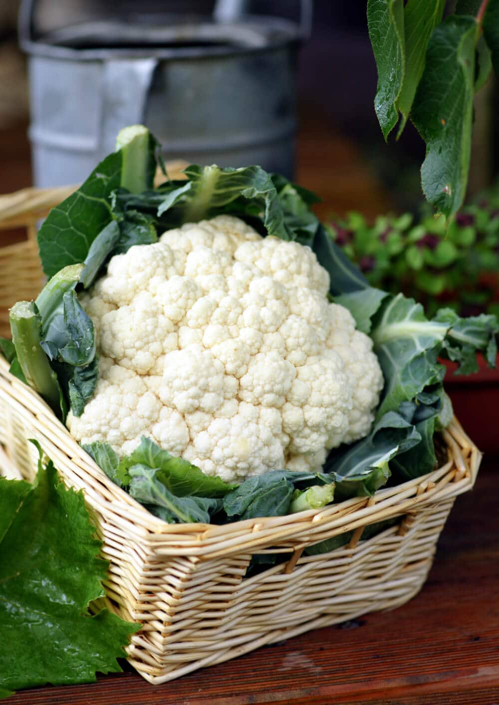 blumenkohl nach ernte