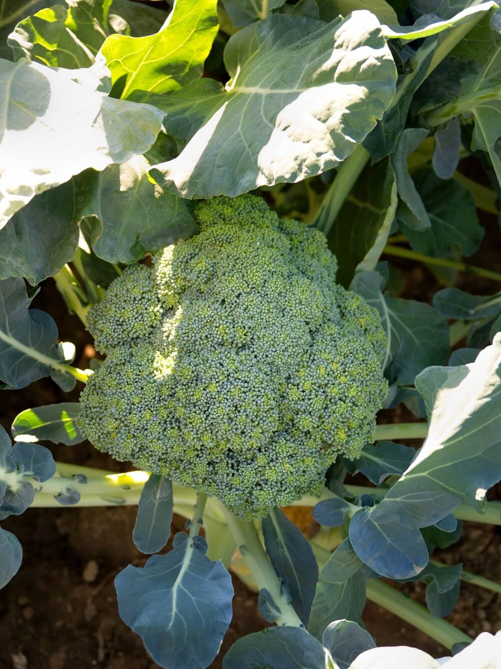 brokkoli pflanze im garten