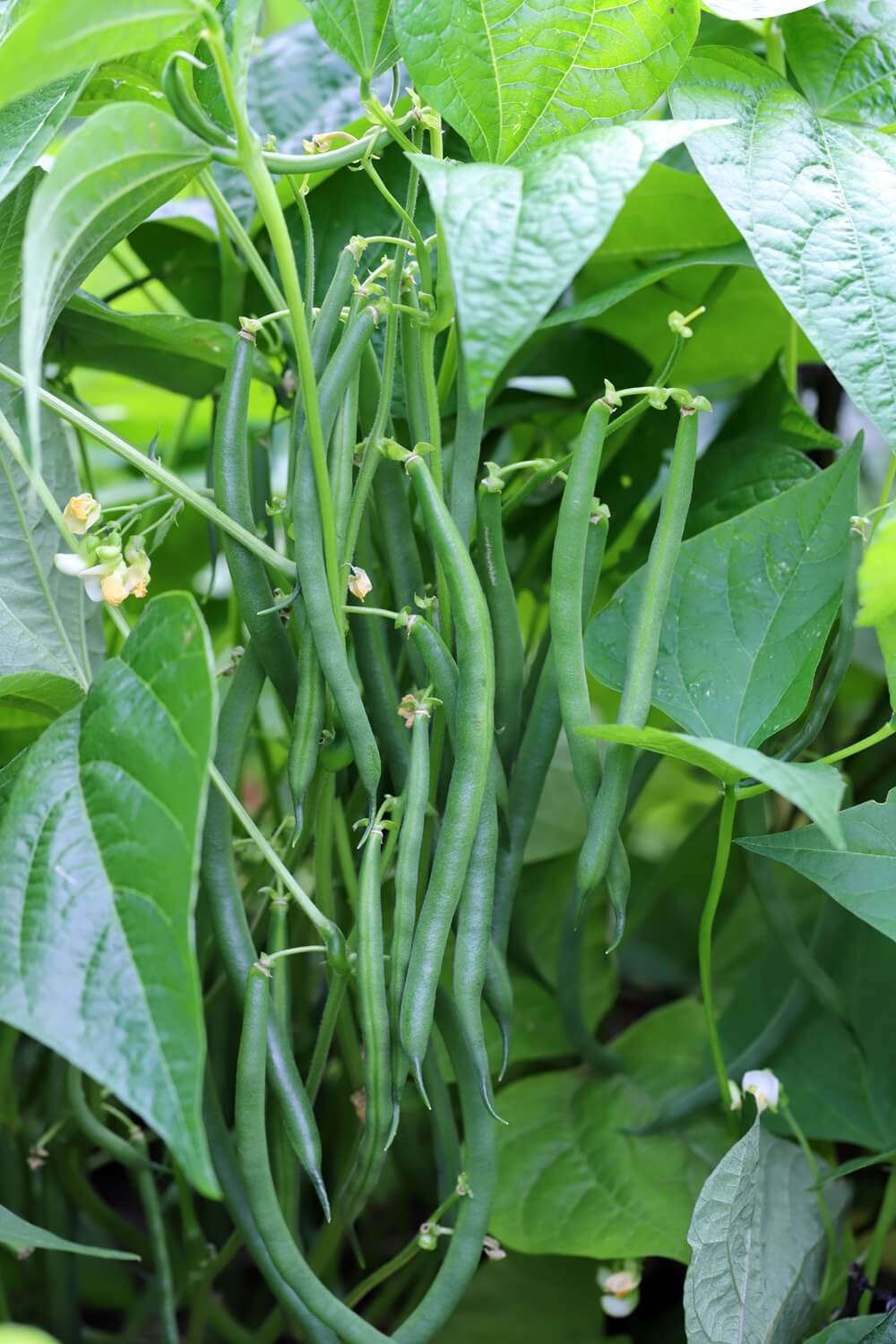 buschbohnen anbau im garten