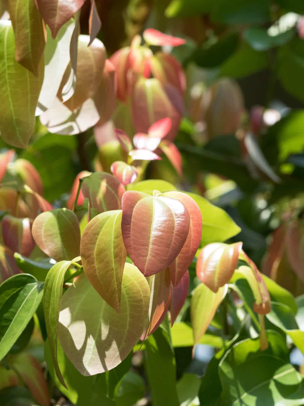 ceylon zimt baum