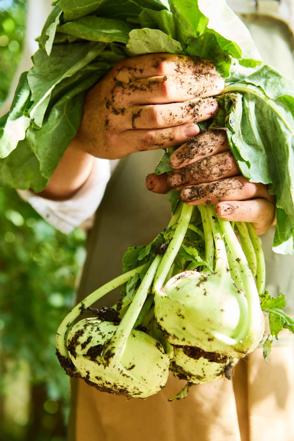 frischer kohlrabi ernte garten anbau