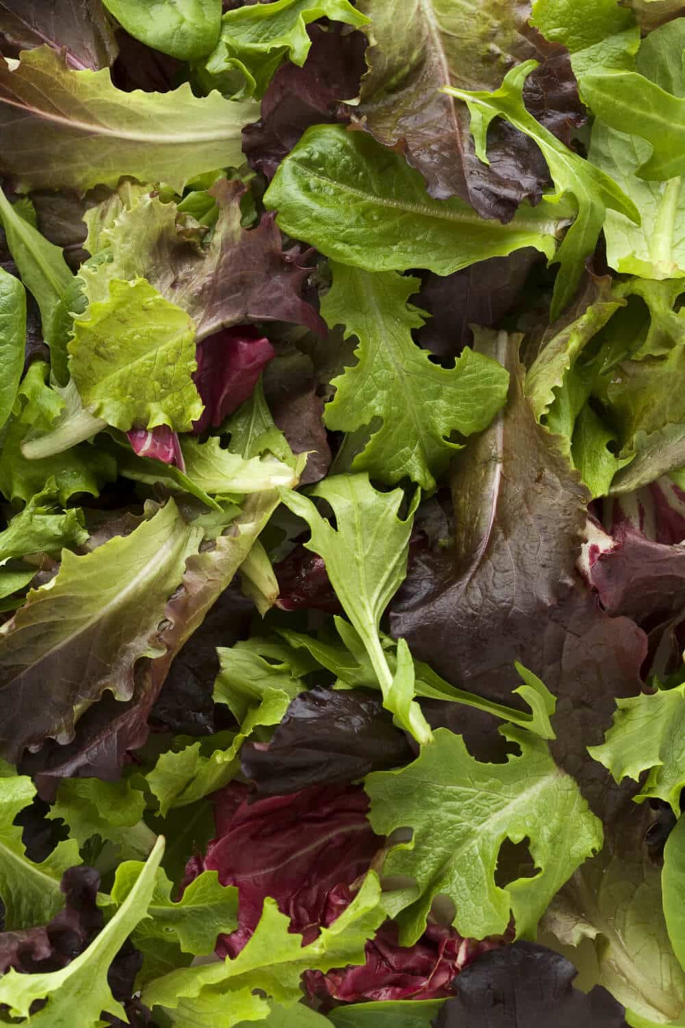 frischer pfluecksalat