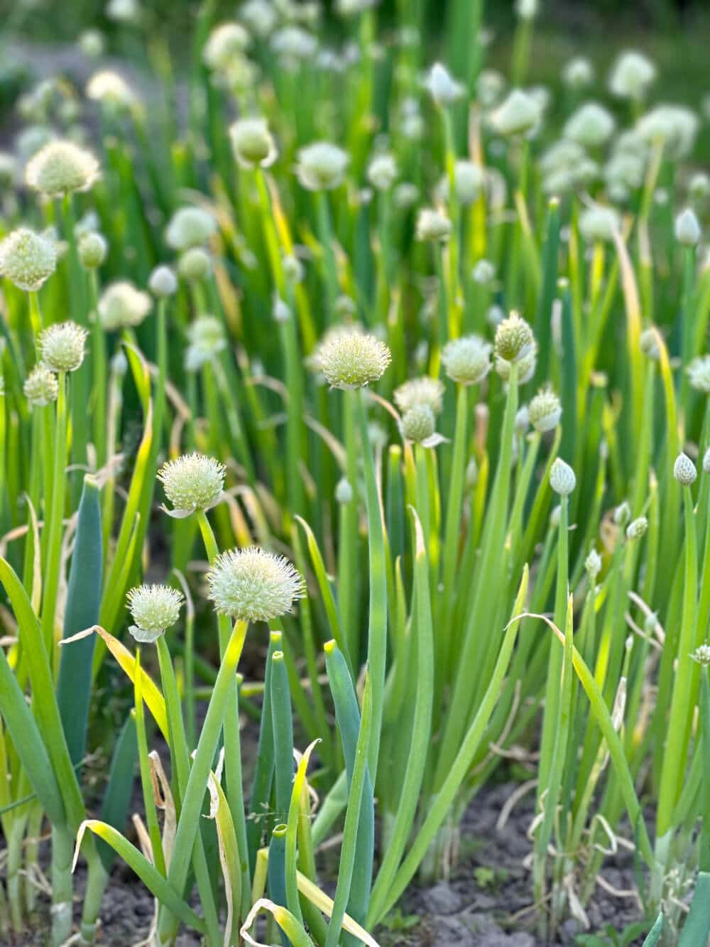 fruehlingszwiebel im gartenbeet