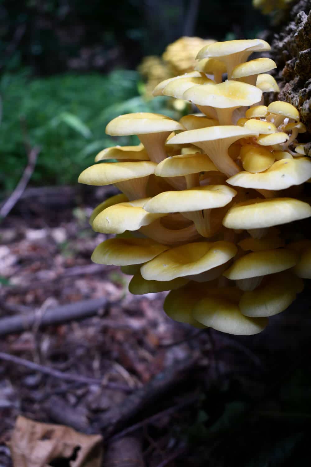 gelbe austernpilze