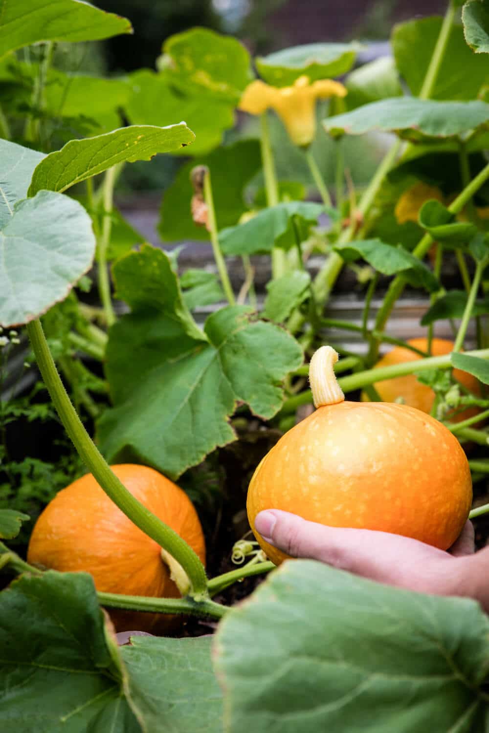 hokkaido kuerbis im garten am boden