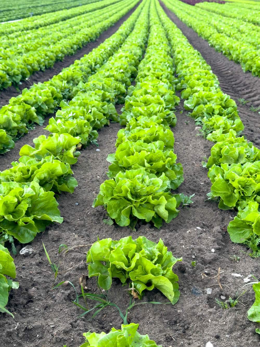 kopfsalat anbau feld