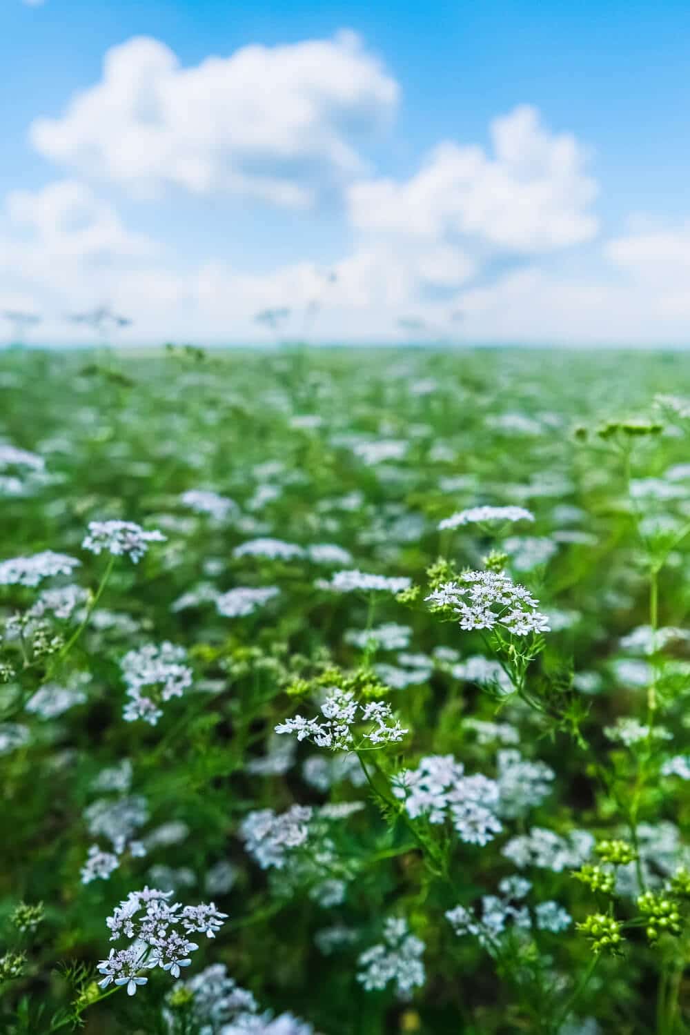 koriander blueht auf feld