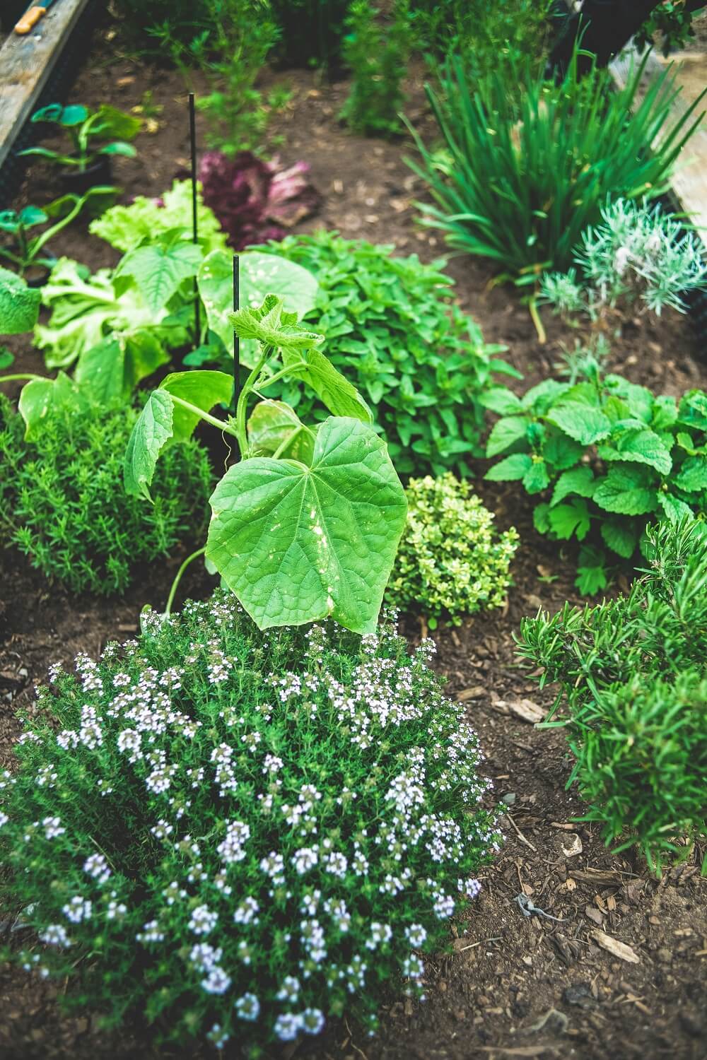 kraeuter im gartenbeet