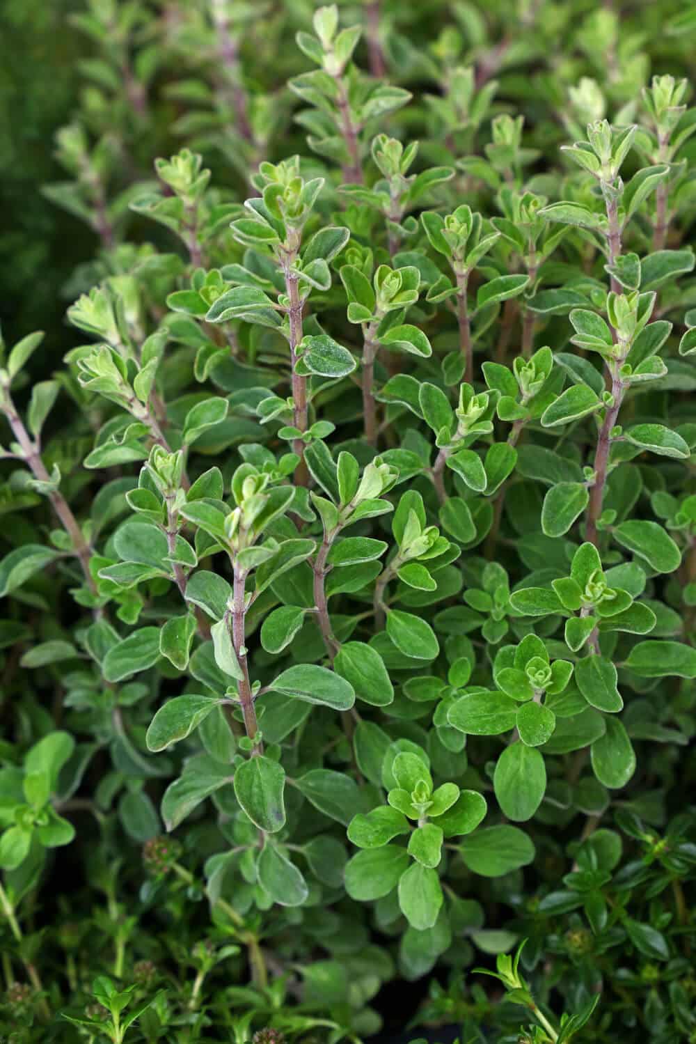 majoran - strauch im beet im garten