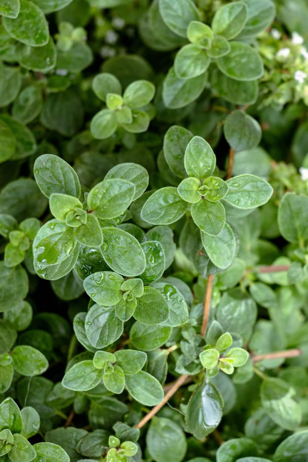 oregano pflanze strauch in garten beet