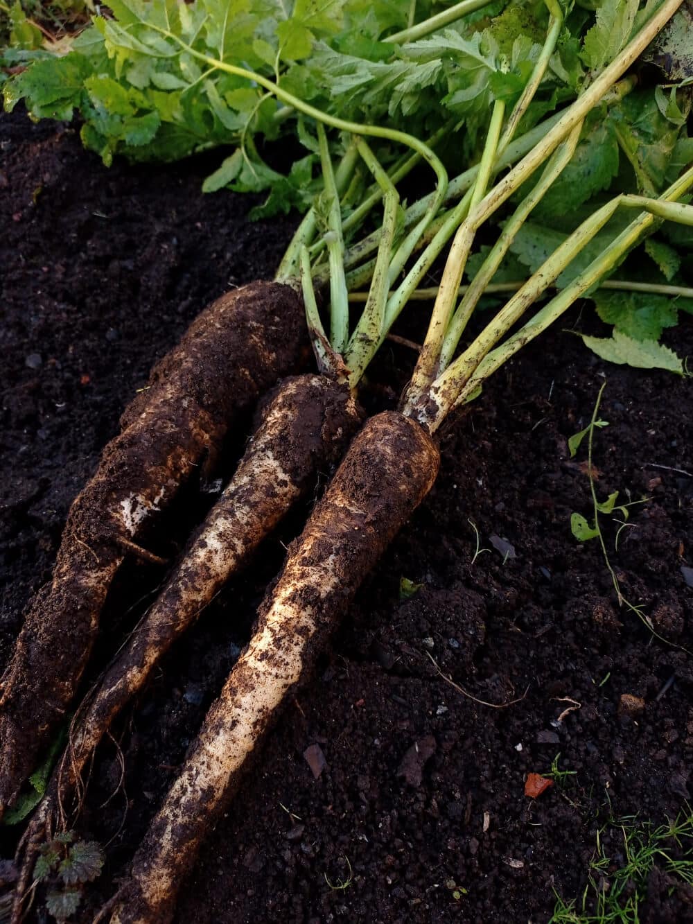 pastinaken auf beet im garten