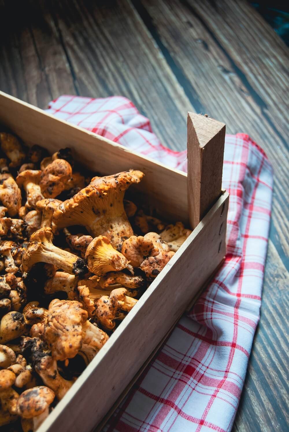 pfifferlinge nach ernte