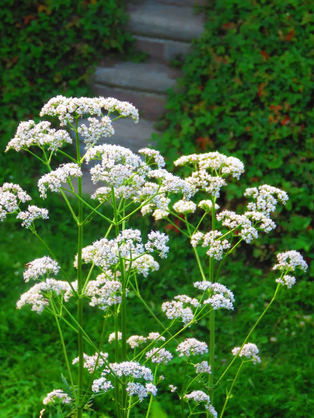 pimpinella anisum im garten strauch