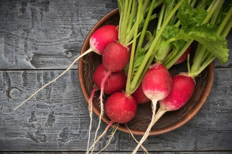 radieschen - gemuese lexikon