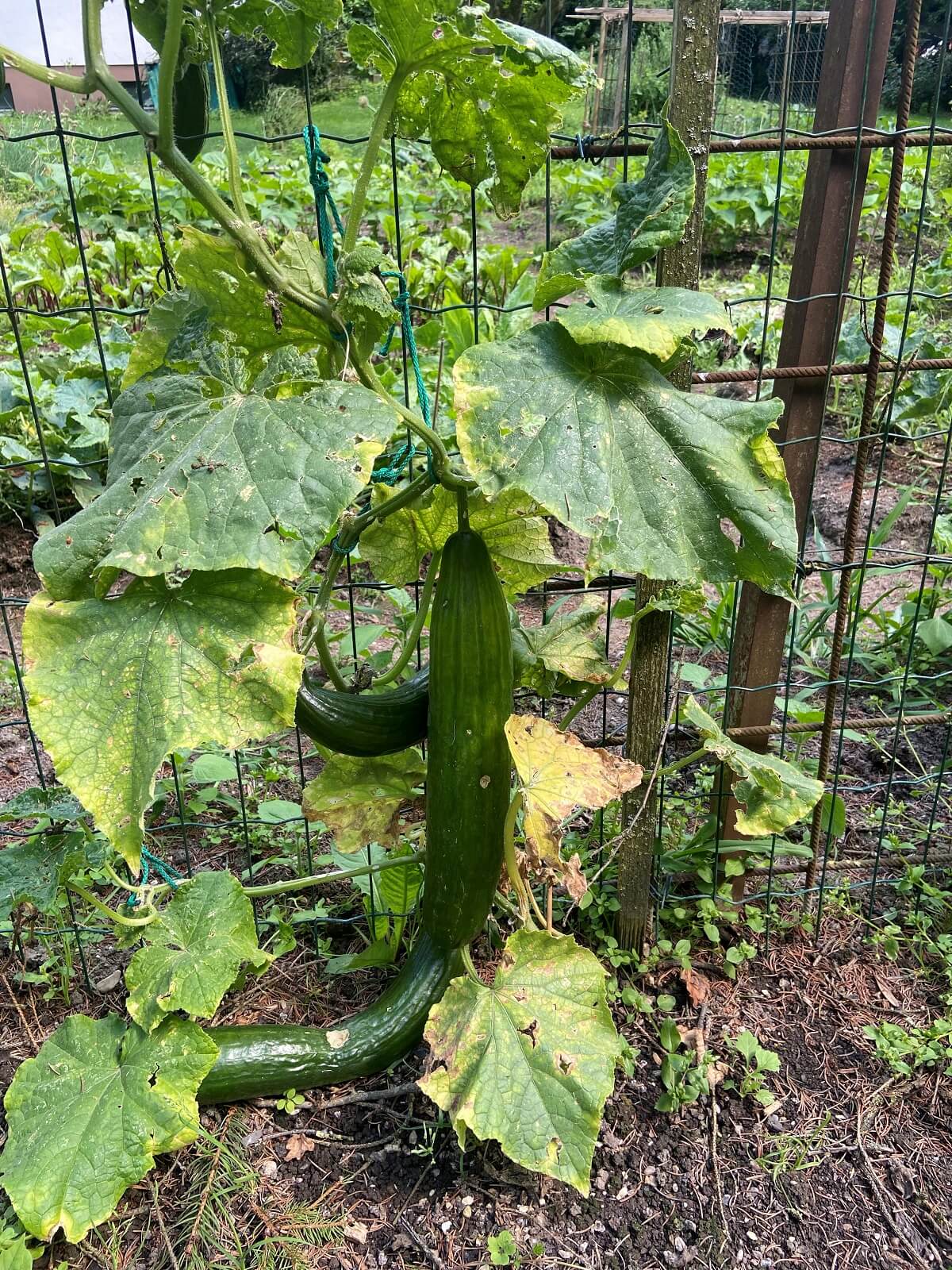 salatgurken an der rankhilfe im garten