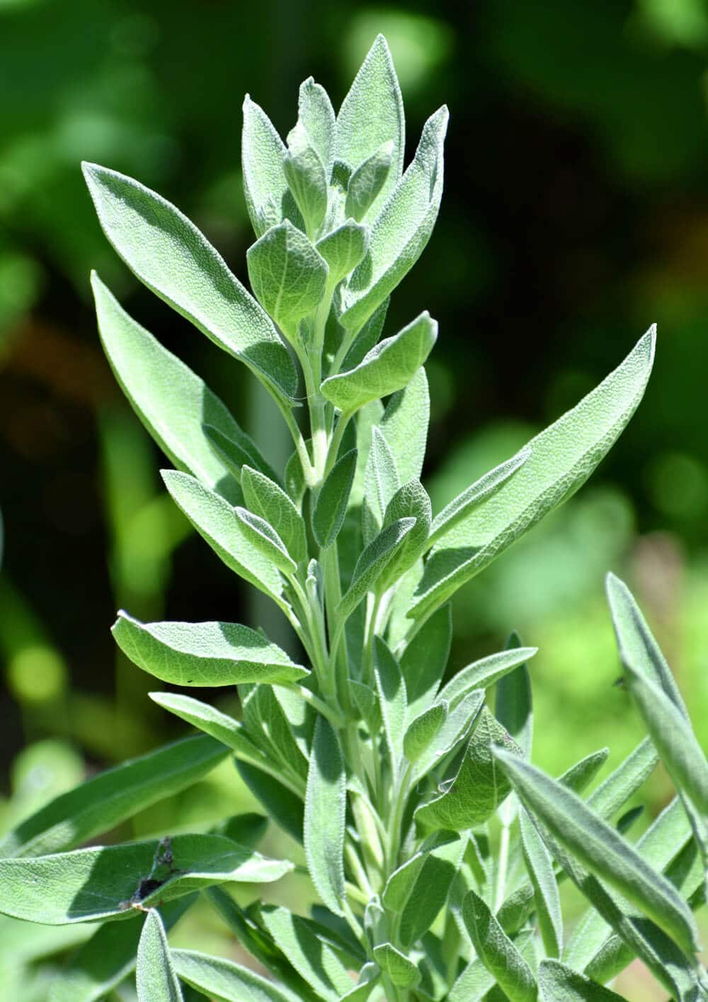 salbei busch in garten