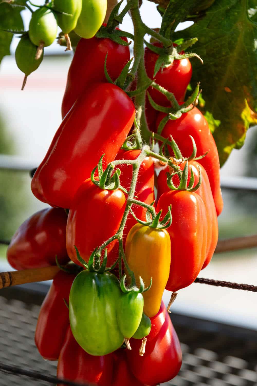 san marzano tomaten am strauch im garten