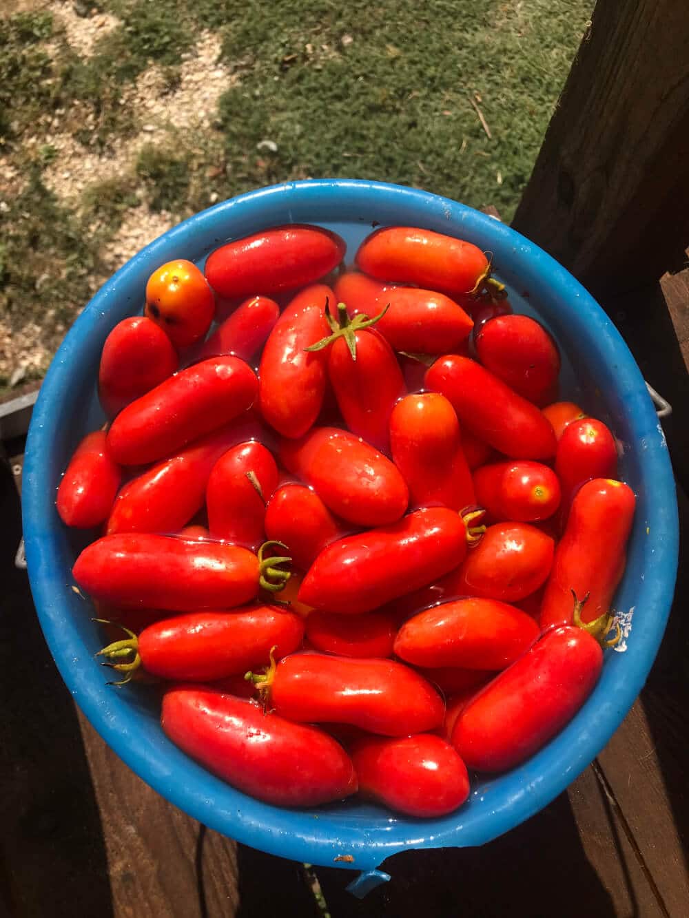 san marzano tomaten bei der ernte