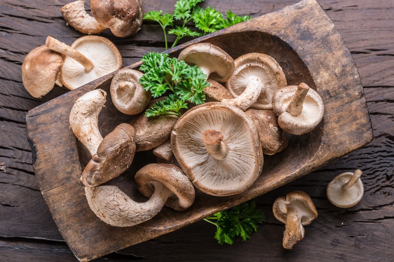 shiitake pilze - gemuese lexikon