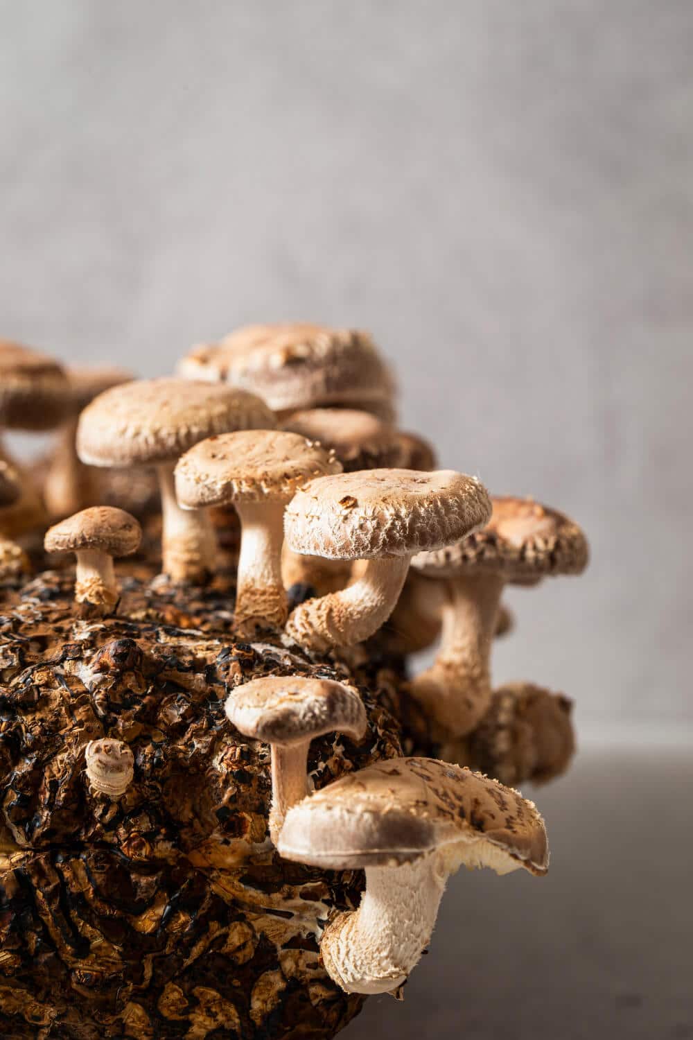 shiitake pilze wachsen an stamm