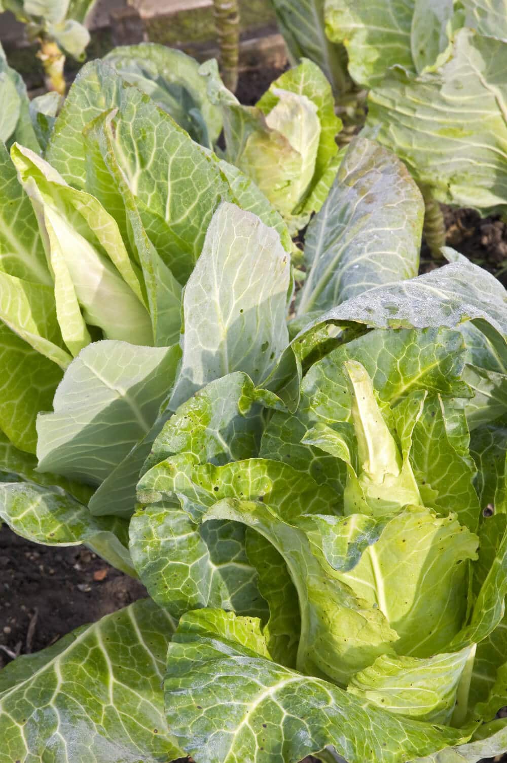 spitzkohl anbau garten