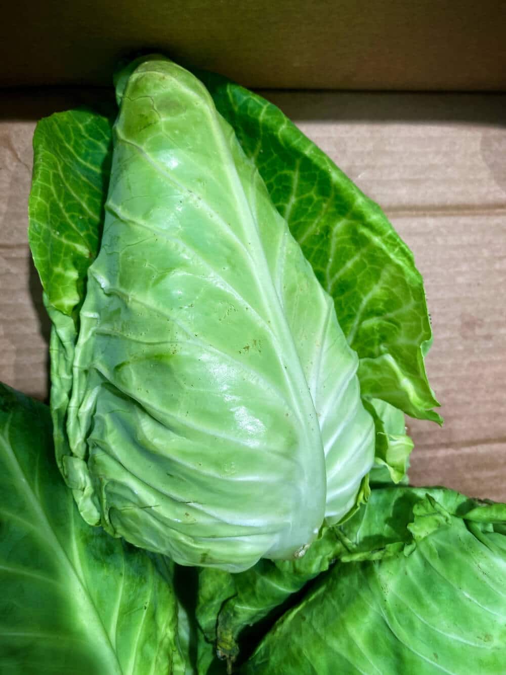 spitzkohl wissen