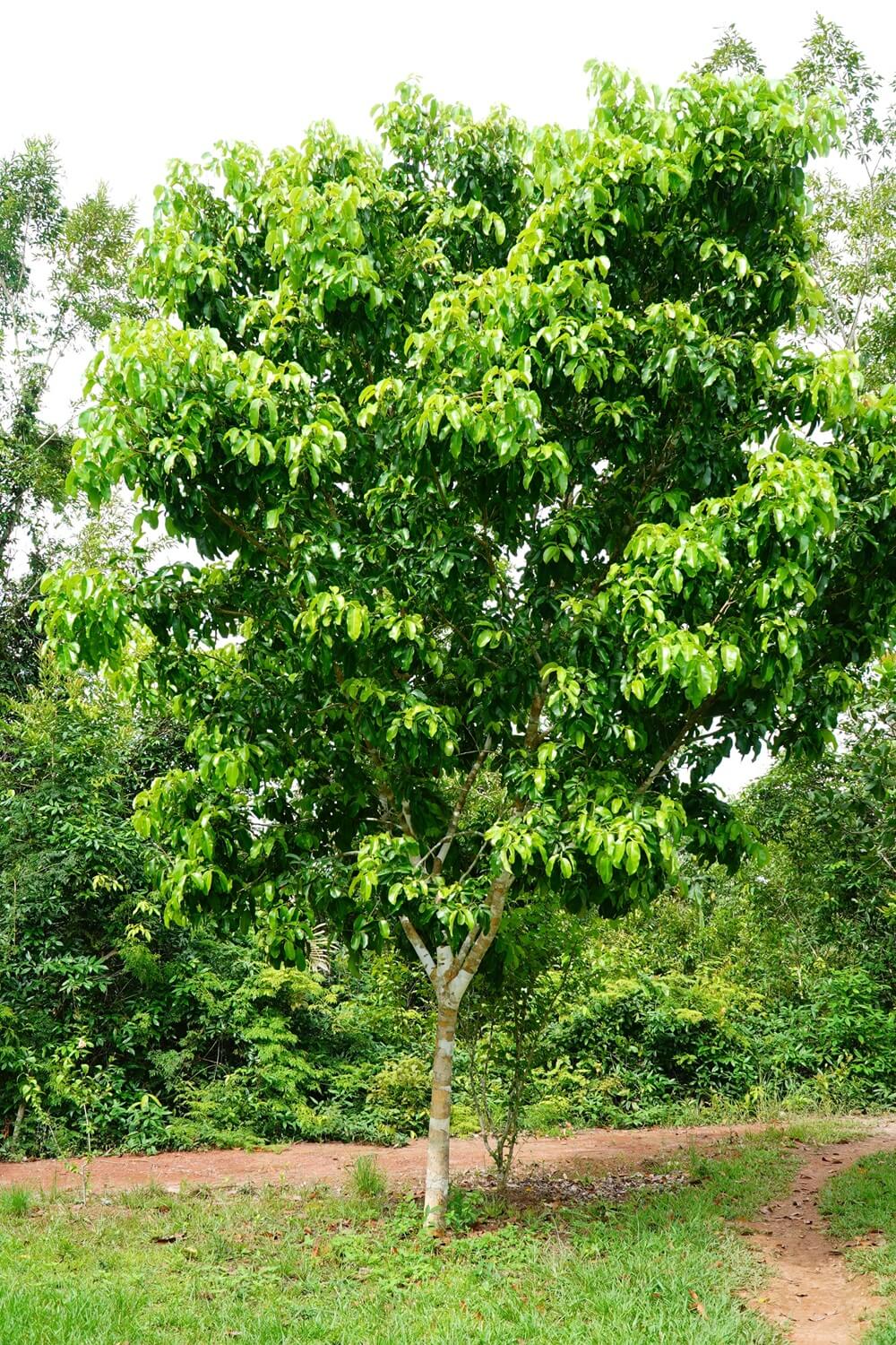 tonkabohnenbaum