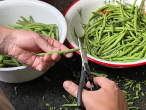 von buschohnen die enden mit einer schere abschneiden
