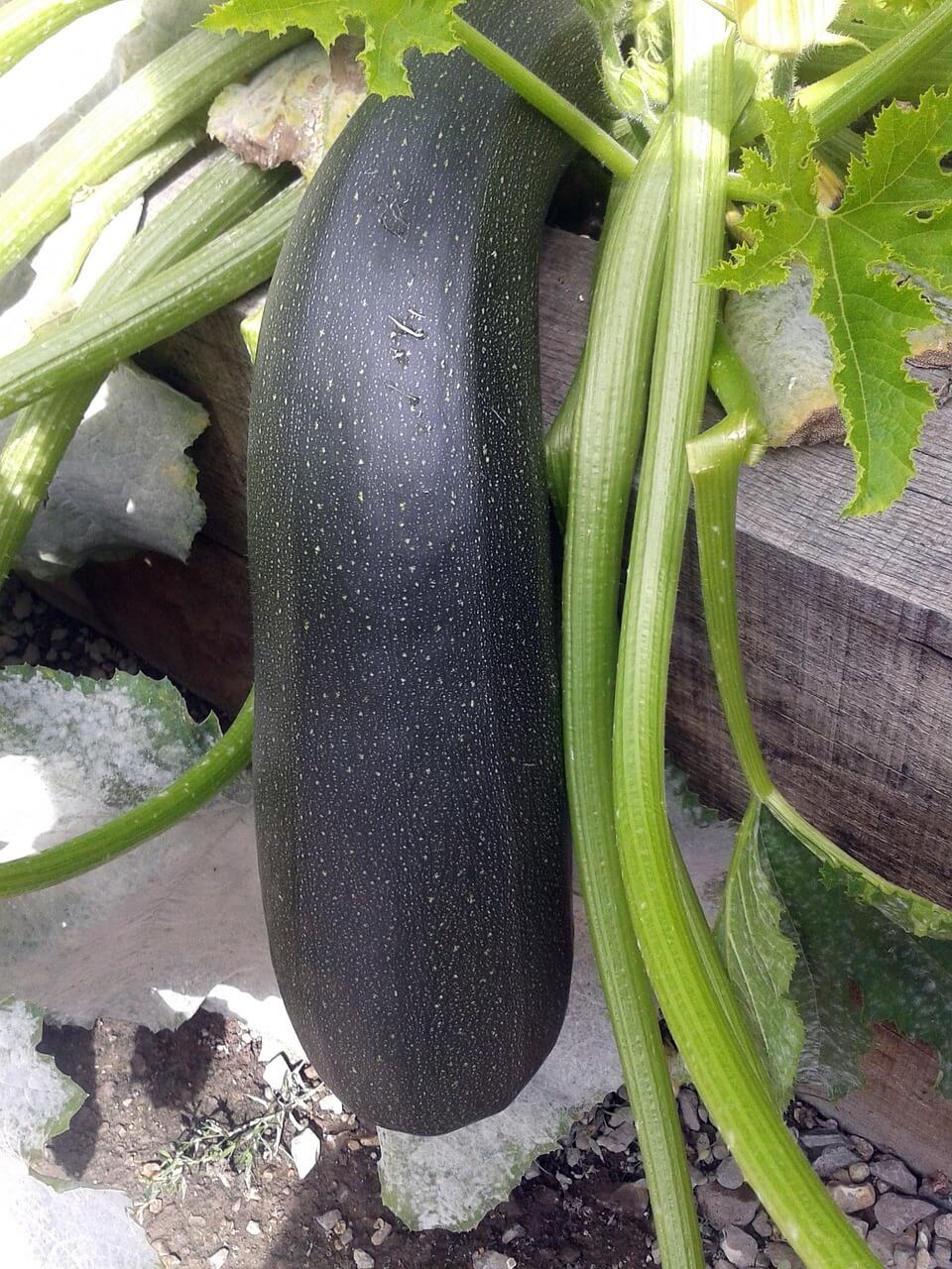 zucchini auftauen