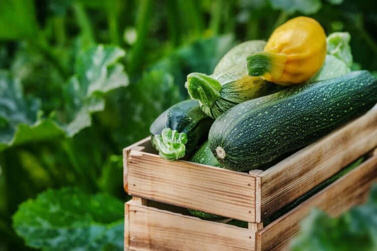 zucchini - gemuese lexikon
