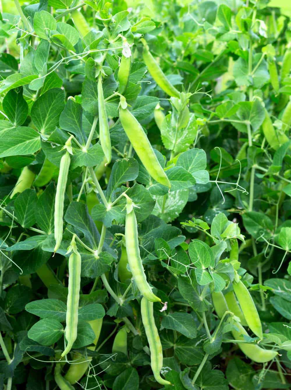 zuckerschoten pflanze im garten
